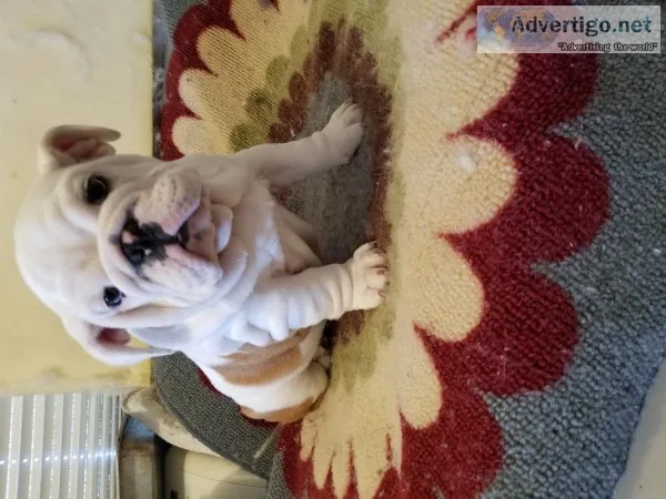 English Bulldog