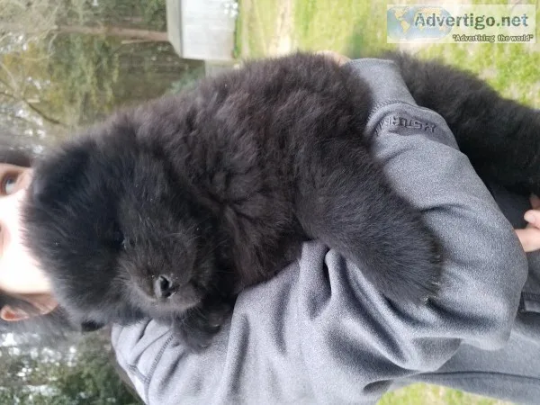 Full blooded Chow puppies