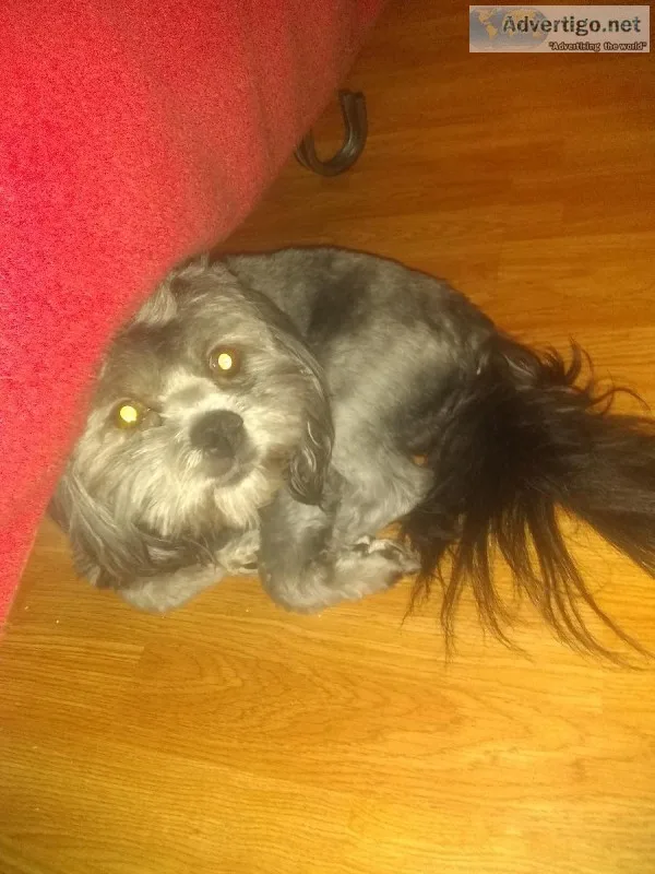 Dog for sale