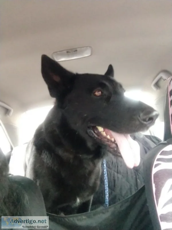 Akc black German Shepherds
