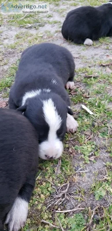 Border collie pups