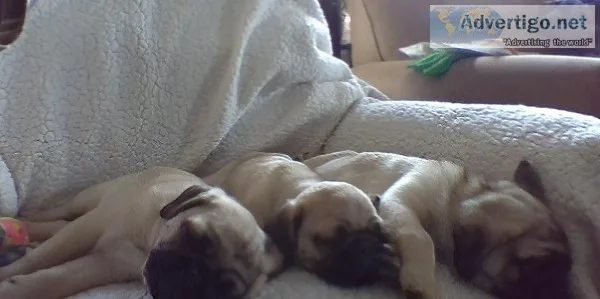 Pug Pups looking for they re forever family s