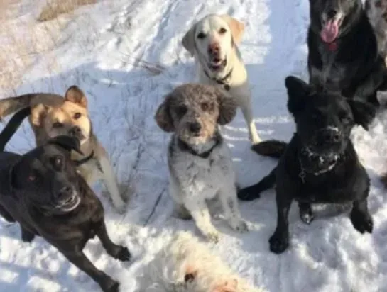 One of the best Professional Dog Walker Service in Confederation
