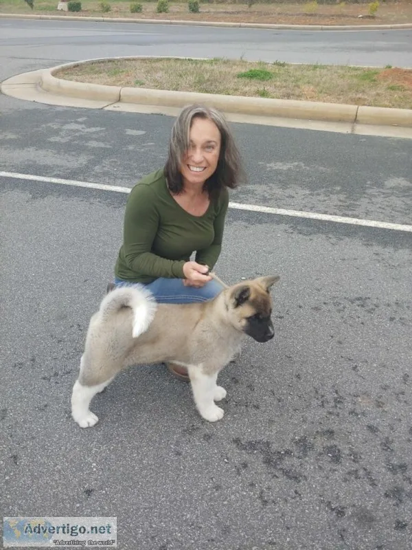 Akita puppies for sale CHAMPIONSHIP BREED
