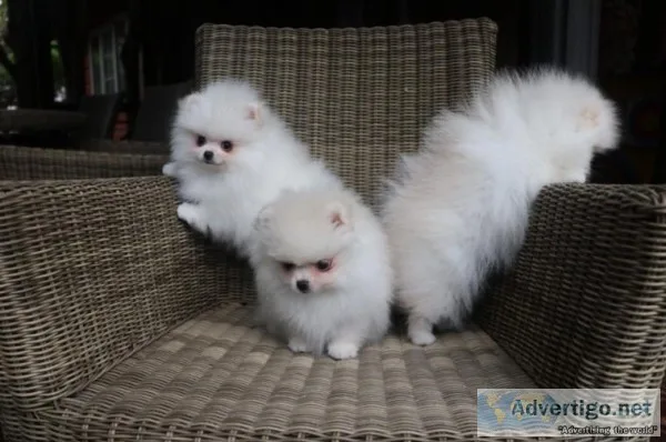 Adorable Pomeranian Puppies Available.