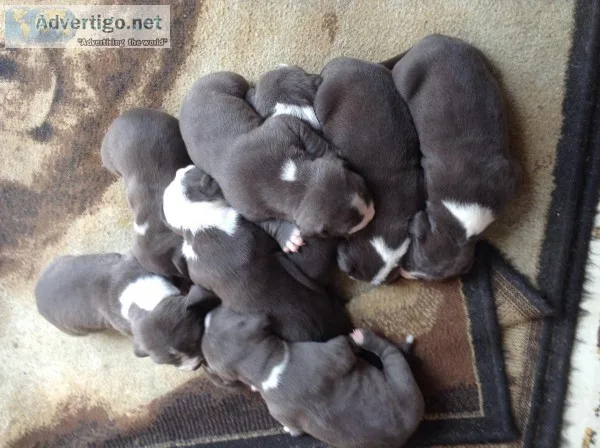 XL Blue Pitbull Puppies