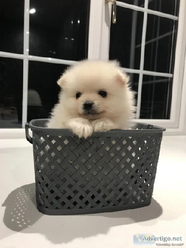 Pomeranian Puppies