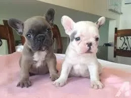 french bull dog for Valentine s Eve
