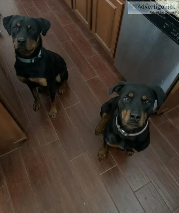 2 Rottweiler bears