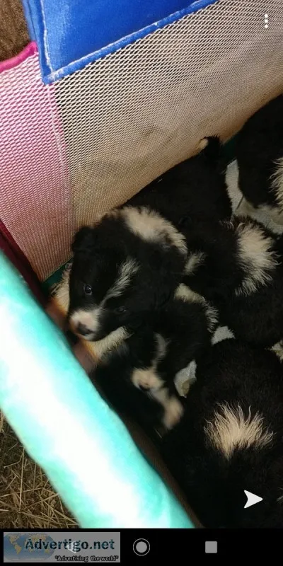 Australian Shepherd and border collie mix