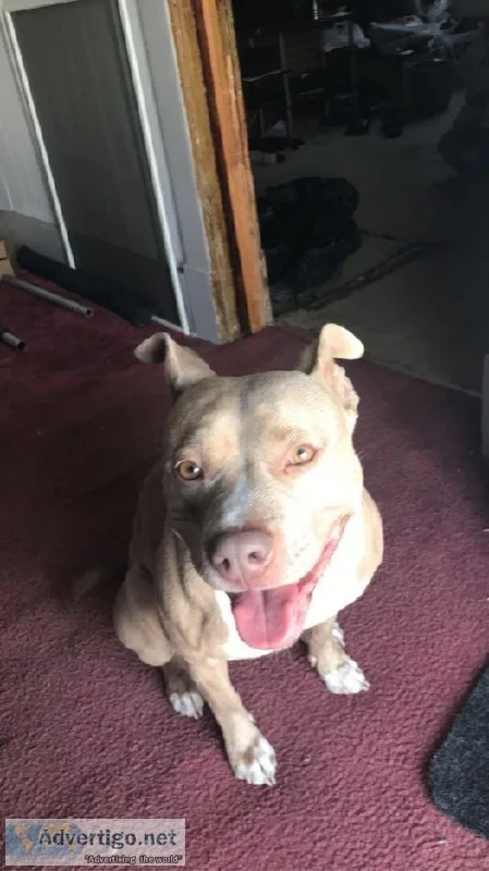 Razor Edge Pitbull