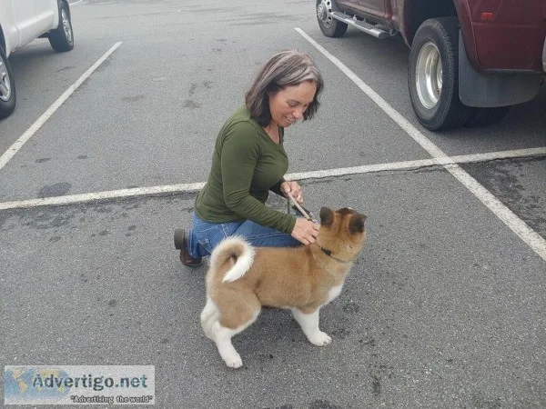 CHAMPIONSHIP BREED AKITA PUPPIES FOR SALE