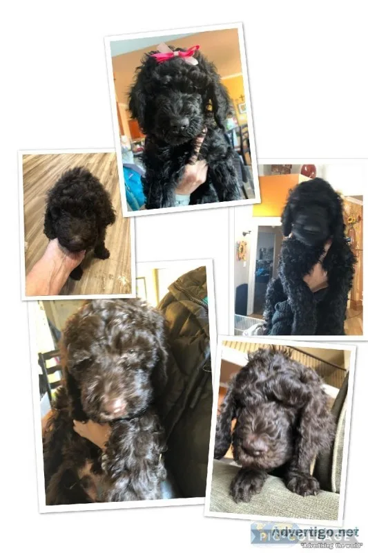 Labradoodles-multige nerational