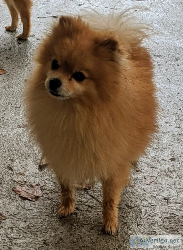 Pomeranian