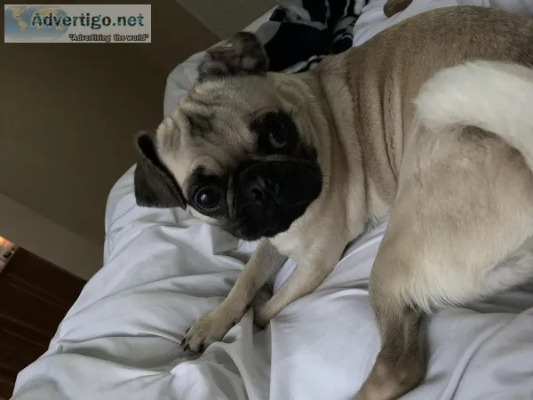Small pug