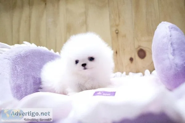Pomeranian puppies