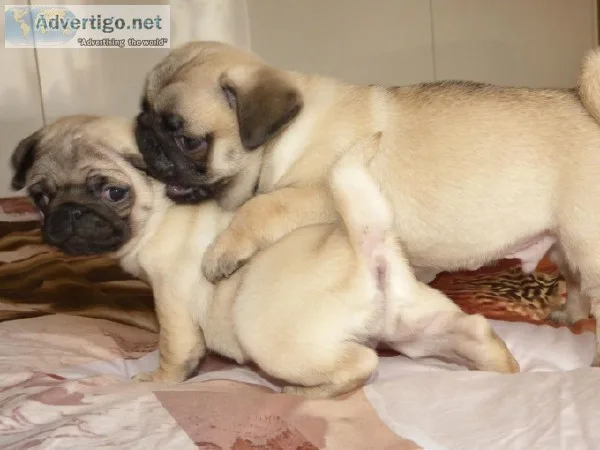 Pug Puppies