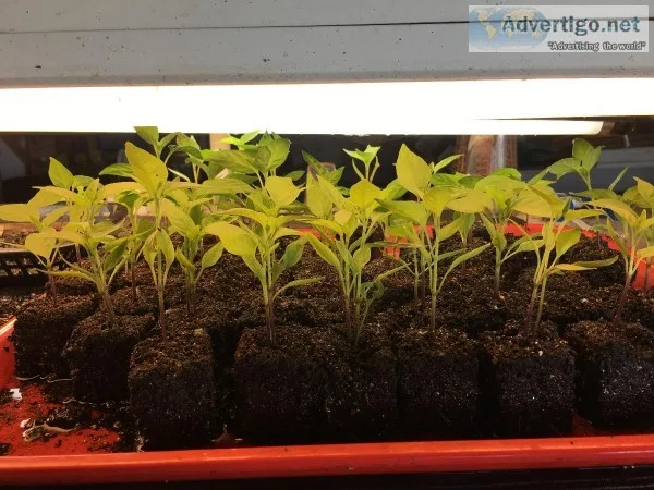 Thai Chili Pepper Transplants