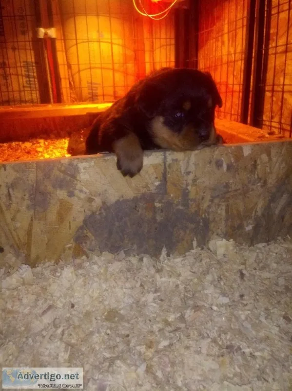 Rottweiler Puppies imported parents