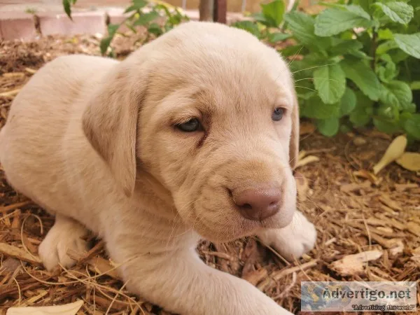 Labrador puppies