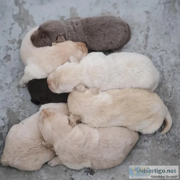 Labrador puppies