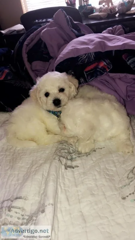 Bichon Frise