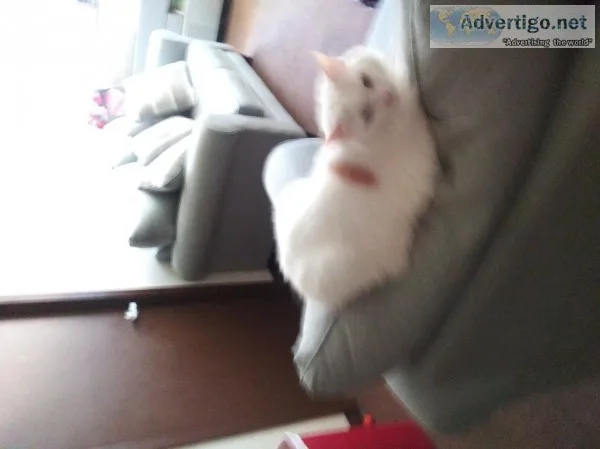 free cat