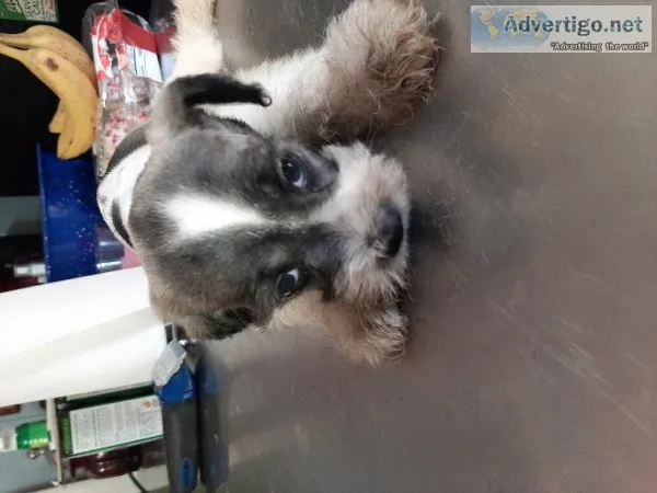 Schnauzer puppies full bloodef