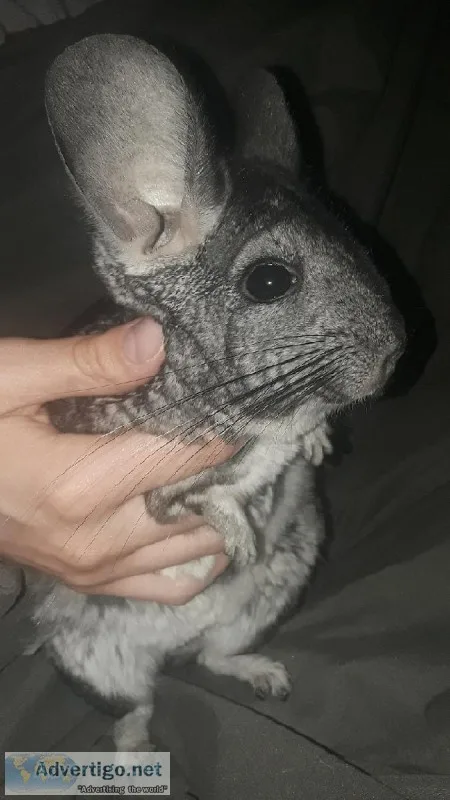 Chinchillas