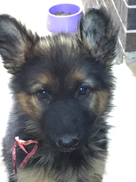 Beautiful First Litter Of German Shepherd For Sale