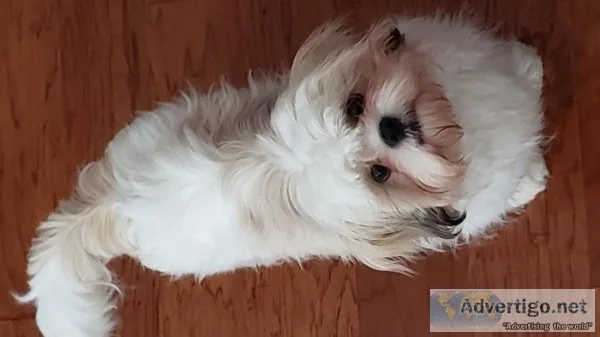 8 month old Shih tzu