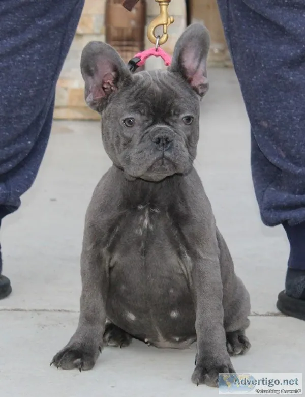 SUPERIOR QUALITY AKC EUROPEAN IMPORT FRENCH BULLDOG PUPPIES