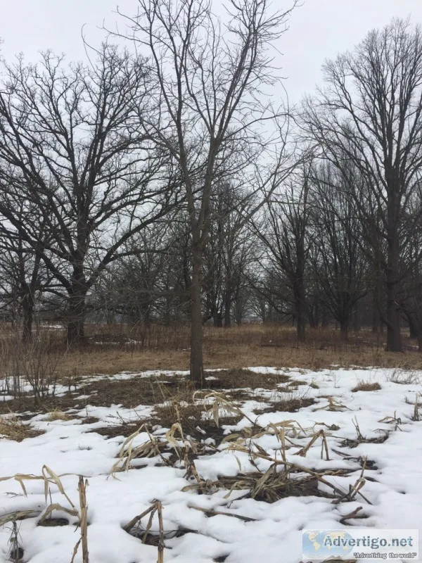 Free Black Walnut tree
