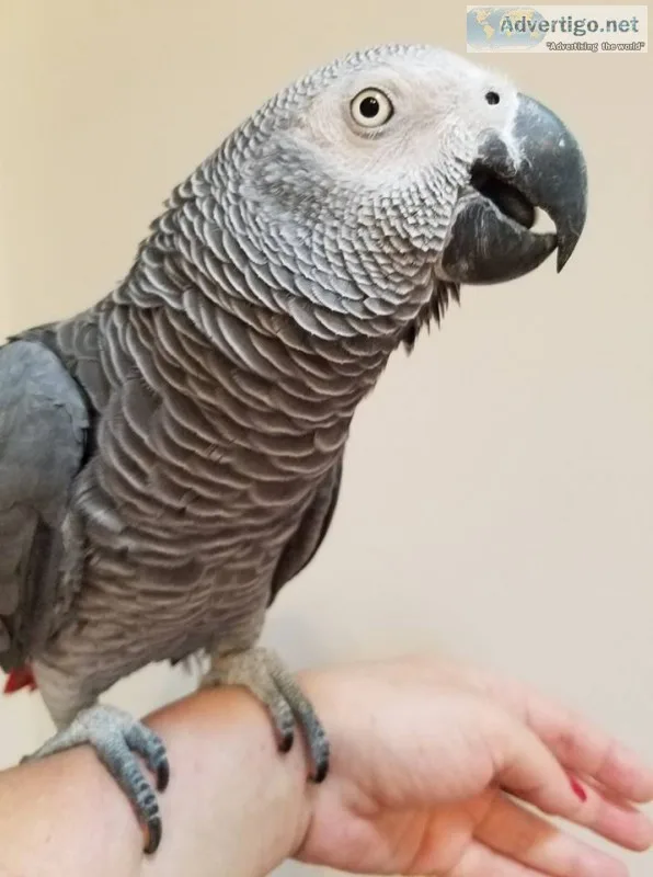 African congo grey bird for sale