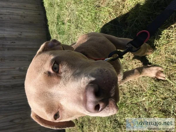Full blooded pit bull