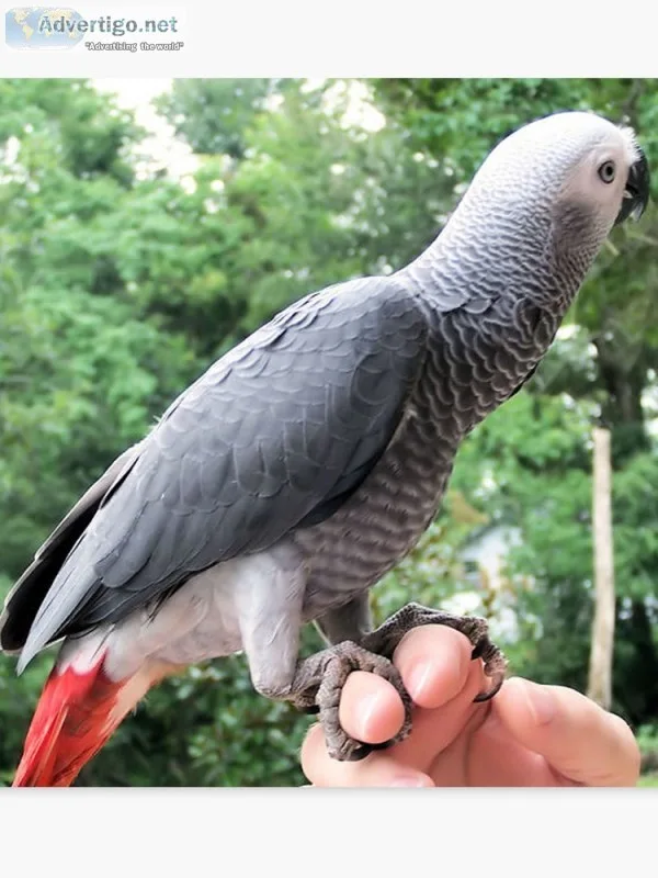 African congo grey bird for sale