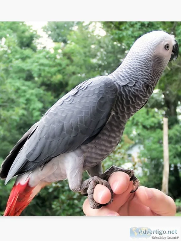 African congo grey bird for sale