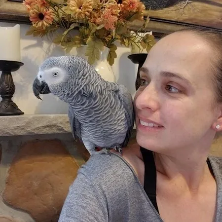 African congo grey bird for sale
