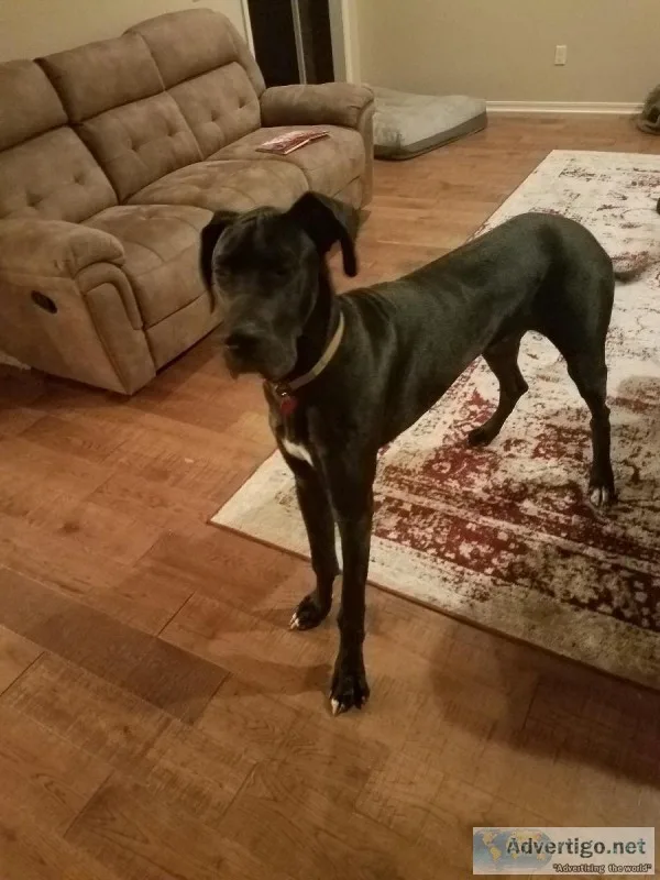Male Great Dane