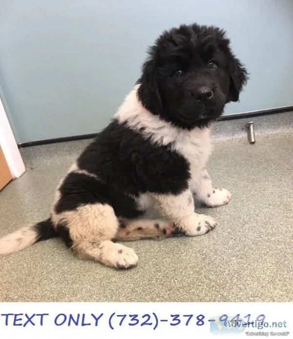 Newfoundland X St Bernard Puppies