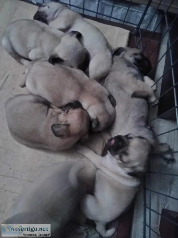 Pugs