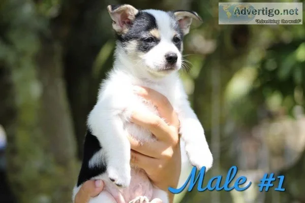 POMERANIAN  CHIHUAHUA MIX (POMCHI)