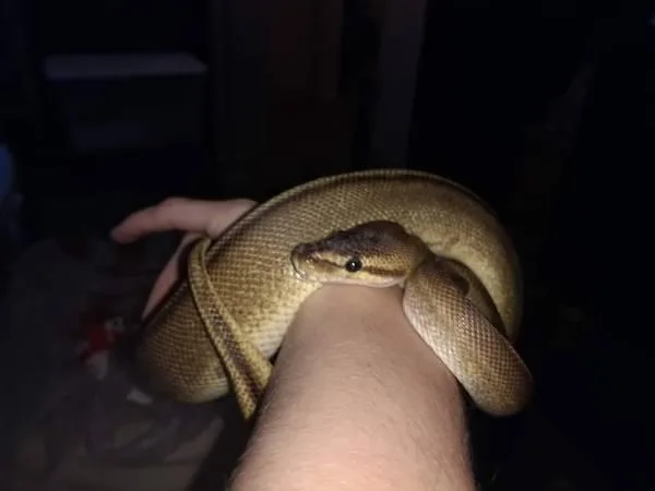 2 ball pythons and 1 rat snake