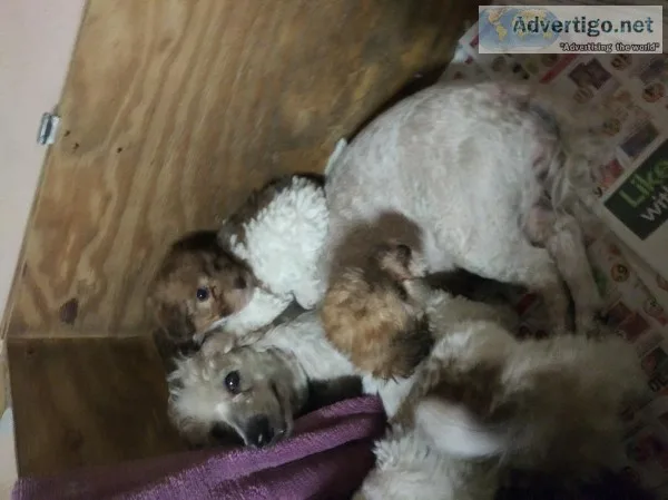 Bichon poo puppies all colors