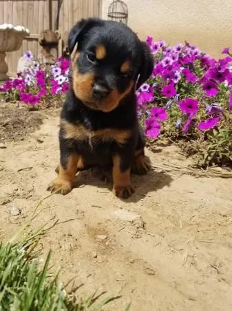 German shepherd puppies