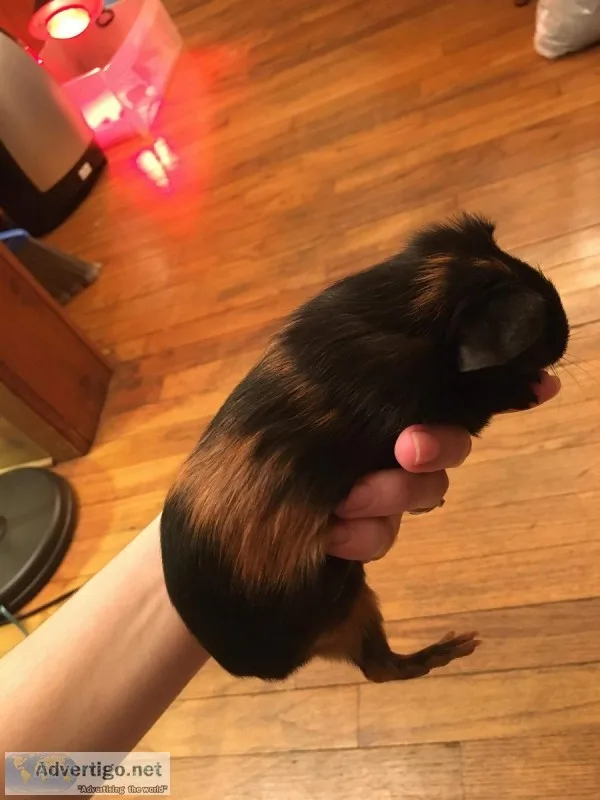 Baby guinea pigs