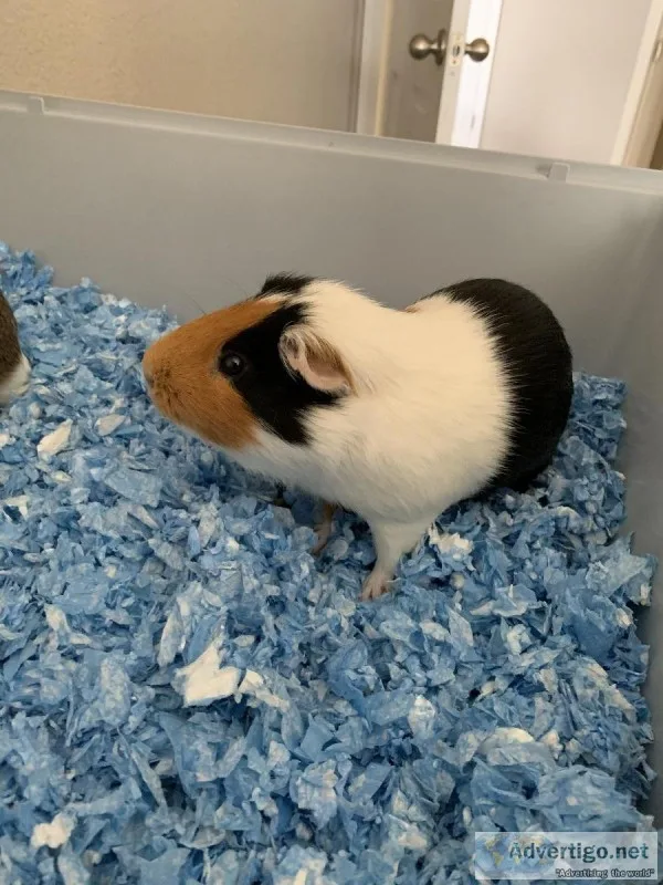 Guinea Pigs and Cage
