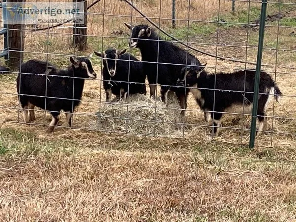 Nigerian Dwarf Doelings
