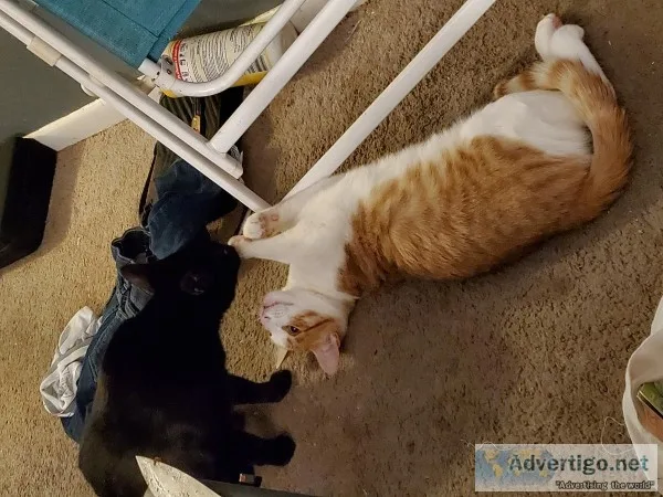 8mos Orange and White Male