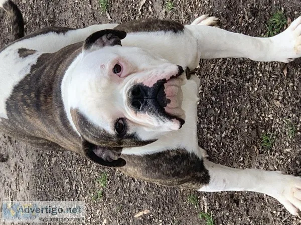 american bulldog
